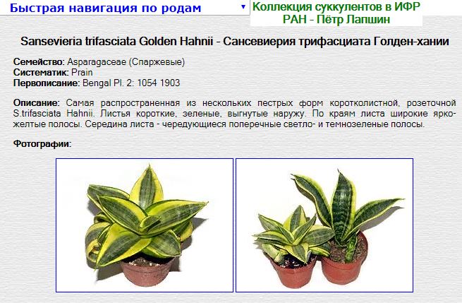Сансевиерия ханни денис фото и описание
