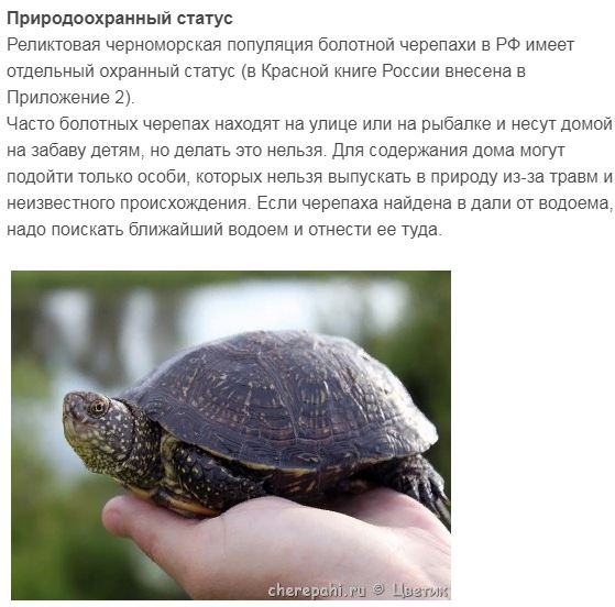 Черепахи не любят черный. Морская болотная черепаха. Степная сухопутная черепаха. Галапагосская черепаха чарльз дарвин. Черепахи не любят черный.