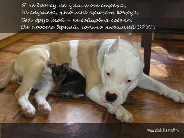 Днем, стаффы картинки с надписями