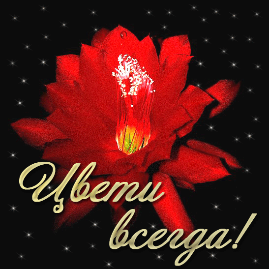 Открытки от мариши
