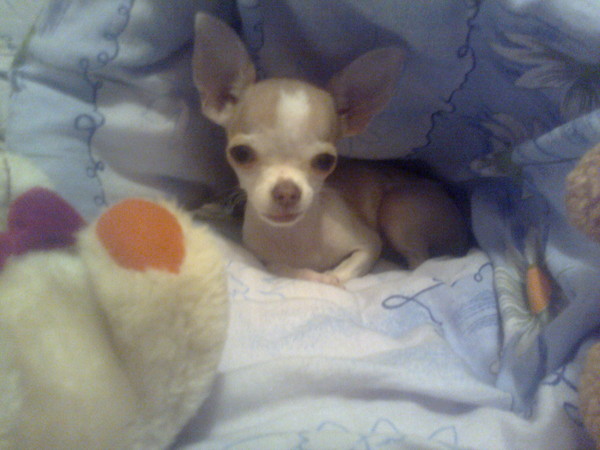 Чихуахуа тип дир длинношерстный. Чихуахуа 6 месяцев. Чихуахуа в 6 месяцев. Чихуахуа 6 месяцев. Чихуахуа 3 месяца.