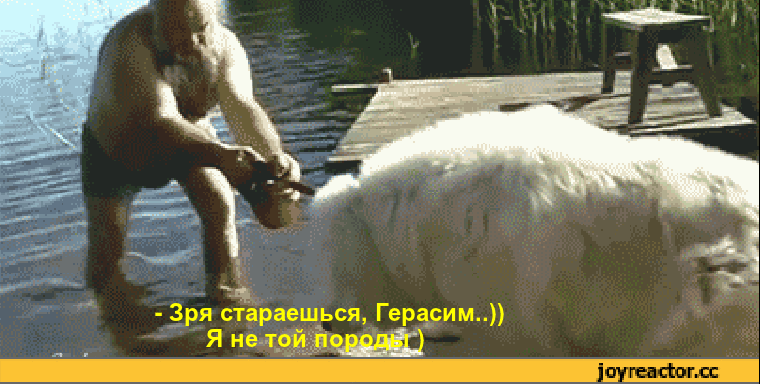 Гифки смотреть смешные и прикольные гифки онлайн