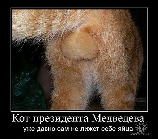 Яйца кота