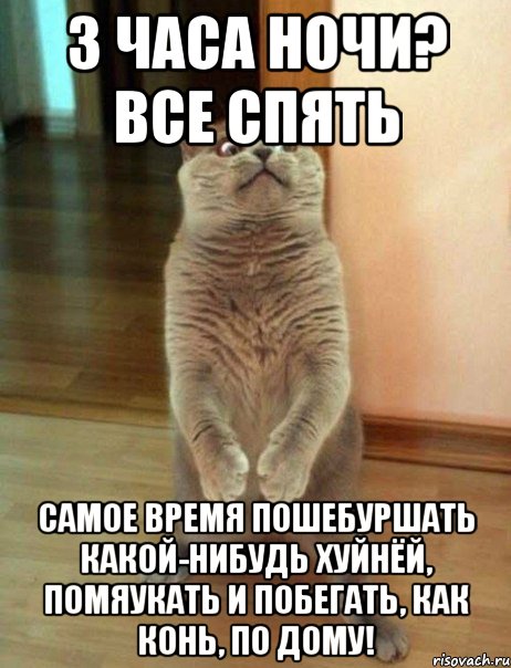 Мемы с котами ночью Ответы Mail.ru: почему именно ночью кошка носится как торпеда, без тормозов на п