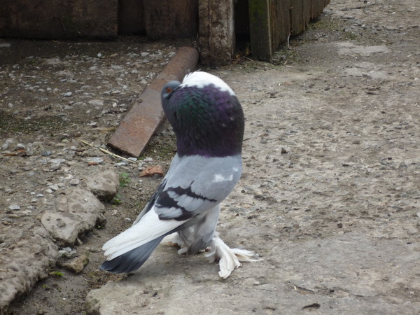 Боязнь голубей как называется. Фобии список. Фобии человека. Гигантская птица. Толстый голубь.