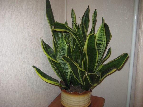 Сансевьера гиппеаструм кактус. Сансевьера гиппеаструм. Растения калла сансевьера гиппеаструм. Узнай растения по фрагментам окружающий мир. Калла сансевьера гиппеаструм.