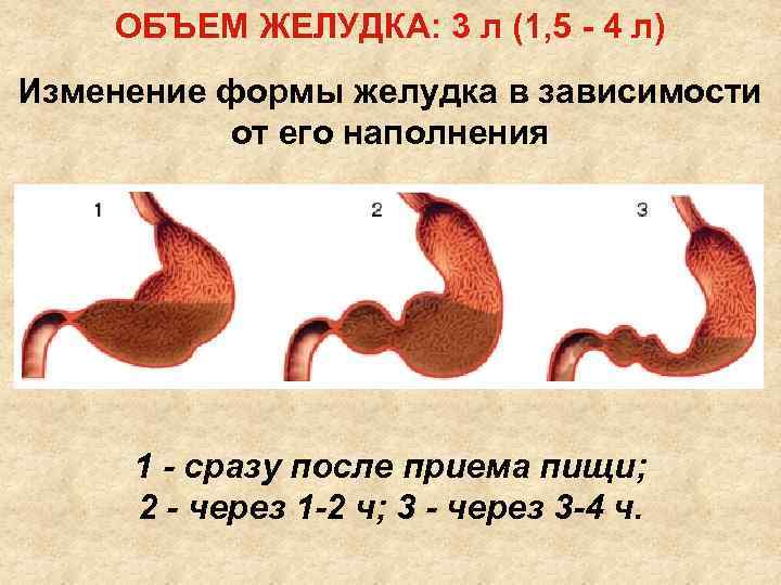 Как выглядит желудок человека
