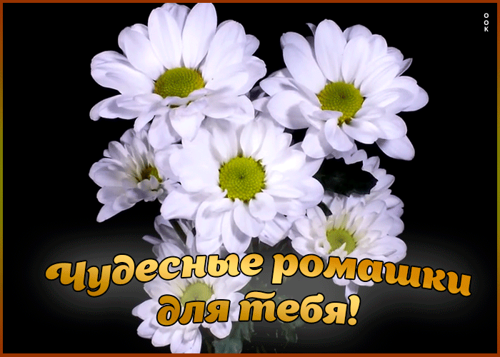 Ромашки для тебя. Ромашки картинки красивые с пожеланиями. С днём рождения ромашки. Букет ромашек с добрыми пожеланиями. С днём рождения ромашки.