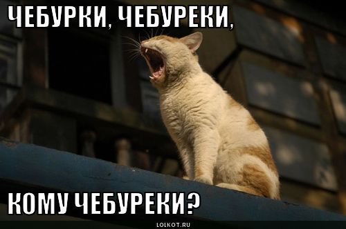 Кот с чебуреком мем