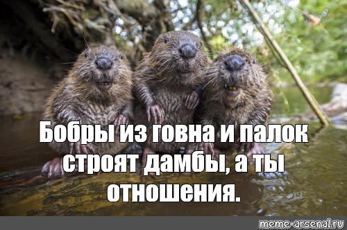 Новый мем про бобра Ответы Mail.ru: Трудно сделать игру про бобров?