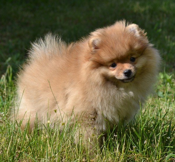 ркф шпиц померанский. шпиц мини мишка толстые лапы. американский померанец. щенки шпица видео. померанский шпиц екатерина.