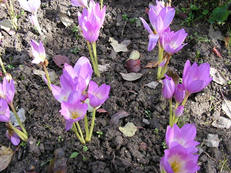 Ответы Mail: Крокус - это подснежник?
