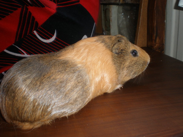 беременная морская свинья. беременна ли морская свинка. большой живот у морской свинки. морская свинка скинни беременность. беременна ли морская свинка.