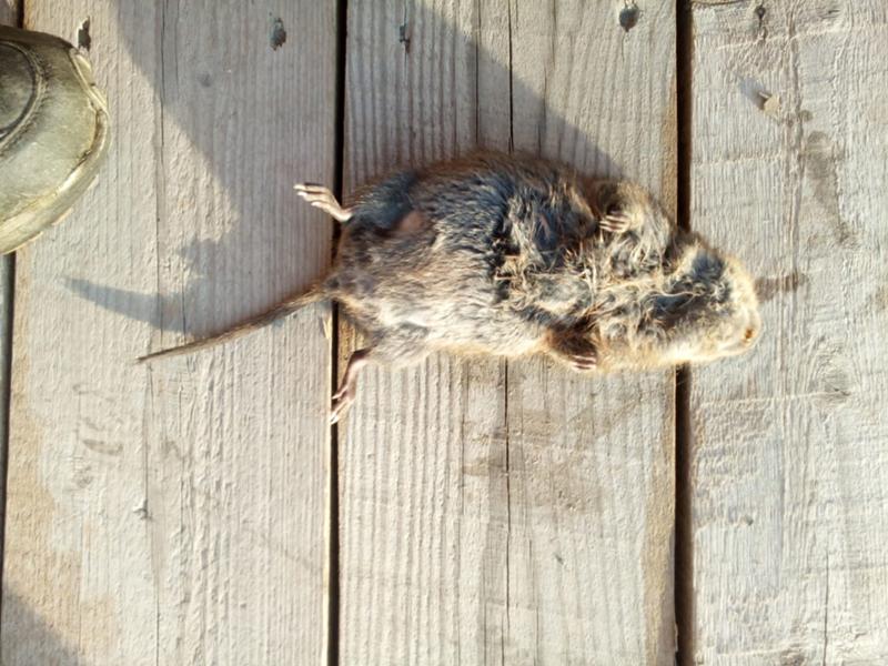 серая крыса (rattus norvegicus berkenhout, 1769). грызуны вредители. шикотанская полевка. эворонская полевка. мышь полевка.