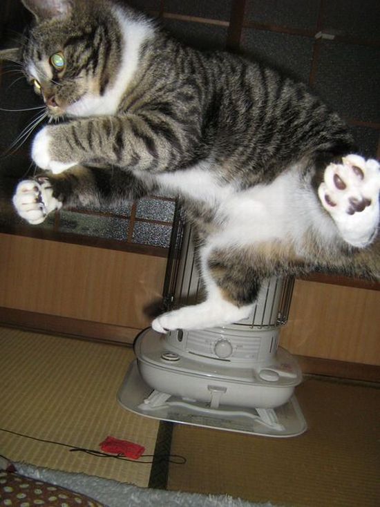 Кот с большой головой. Джонни кэтсвилл шарундуллы. Кот якобы. Кот якобы. Коты в камере.