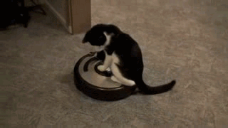 Коты катаются на пылесосе. Кот на пылесосе гифка. кот катается. кот катается на пылесосе. кот и пылесос gif.