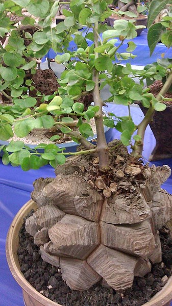 Купить семена - Диоскорея кавказская (Dioscorea caucasica) Травушка-муравушка
