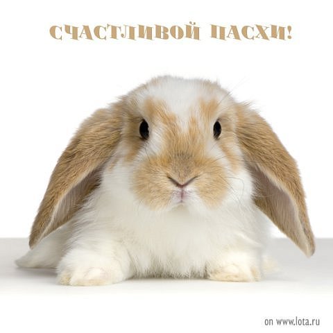 сколько и как варить кролика
сколько и как варить кролика