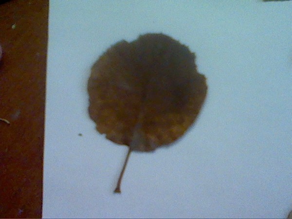 Пяточки с листьями. Листья на земле. Желтые листья. Зеленый лист дерева. Лёгкие пятачки листьев.