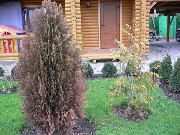 туи коричневые. туя темная. туя смарагд осенью. кончики хвои на туе коричневые. туя сычуаньская.