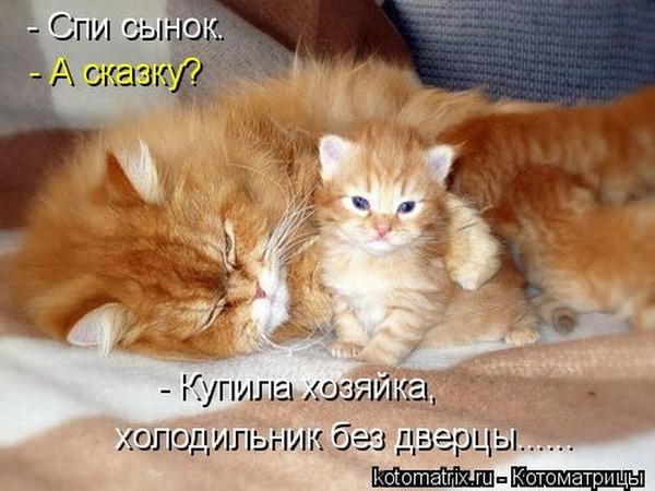 Сказка на ночь про котика