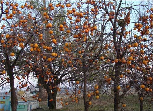 Хурма в московской области выращивание фото