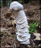 Картинки по запросу гриб похожий на член