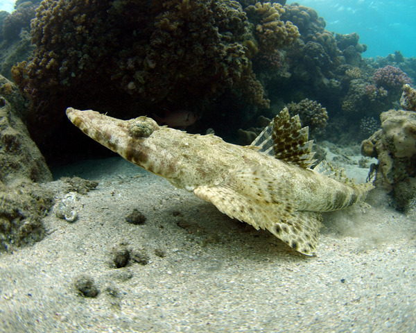 Остров Абу Рамада - RedSea Life