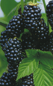 Ежевика колючая. Ежевика торнфри. Ежевика сизая rubus caesius. Малино ежевичный гибрид. Ежевика куст колючий.