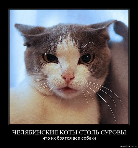 Суровые коты