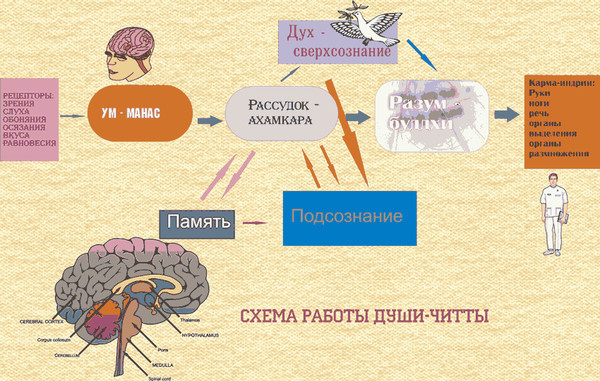 Что такое разум и. Что такое разум и