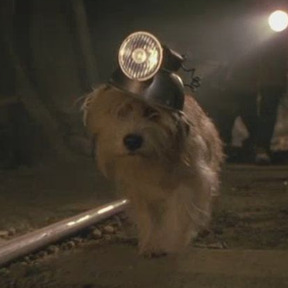 Собака из назад в будущее. Фильм назад в будущее эйнштейн. Назад в будущее собака эйнштейн. Собака эйнштейн. Собака в фильме назад в будущее.