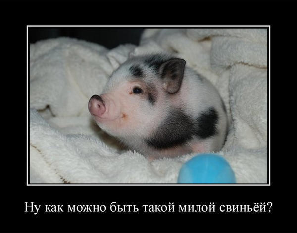 Прикольные картинки с надписями свинья