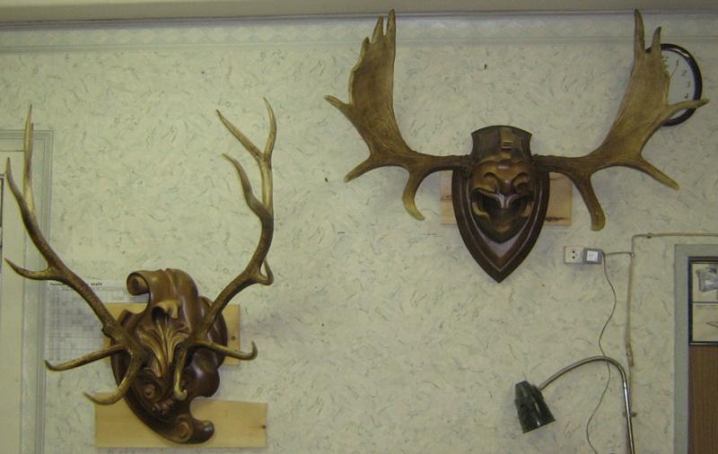 Оленьи рога на стене. Antler рога. Рога на стене. Комсомольская 322а орел рога лося. Установить рога.