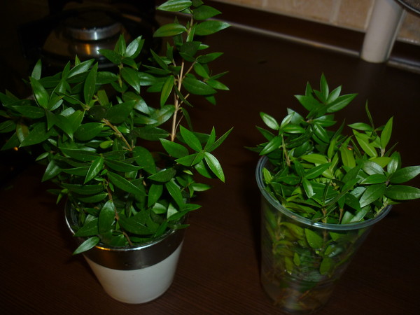 Ответы Mail: Посоветуйте удобрение для мирта. Кто подстригал мирт? как ...