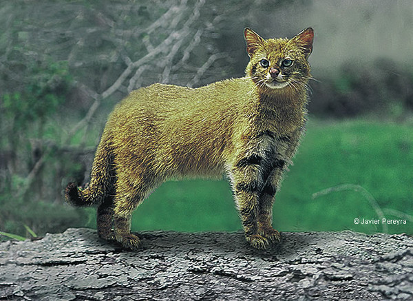 Пампасская кошка