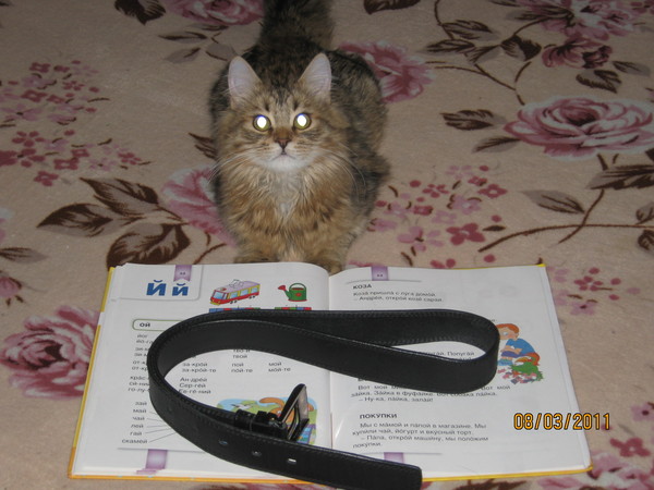 Кошки дома не приживаются. Почему в доме не приживаются кошки. Почему не приживаются животные в доме. Почему не приживаются животные в доме. Умчи меня олень в свою страну.