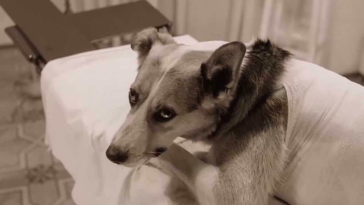 Ответы Mail.ru: Исполнитель главной роли в "Собачьем Сердце"Как звали?))++