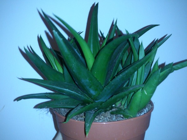 суккулент алоэ гладкий. алоэ сорта без колючек. алоэ zebrina. алоэ миднайт. алоэ без.