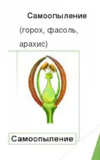 Самоопыление душистого горошка. Самоопыление гороха. процесс самоопыления. цветок гороха самоопыление. модели самоопыление.