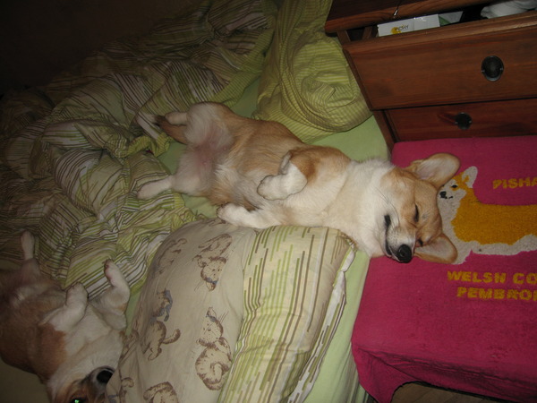 Image result for Ñобака corgi ÑÐ¿Ð¸Ñ Ð² моей кÑоваÑи