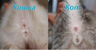 как различить кота от кошки фото онлайн как различить кота от кошки фото