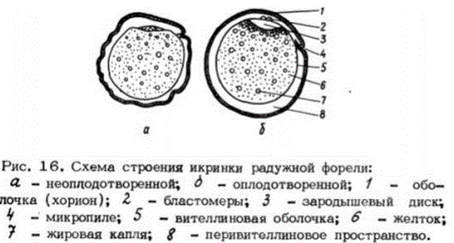 Особенности размножения рыб. Жизненный цикл атлантического лосося. Икринки рыб. Какие условия необходимы для развития икры рыб. Какие условия необходимы для развития икры рыб.