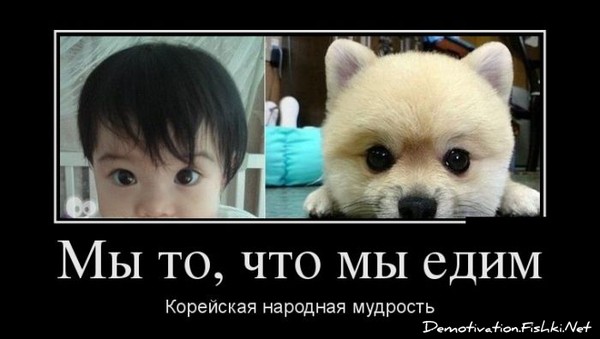 Мемы про корейцев и собак