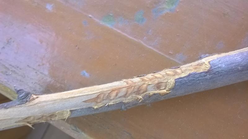 Проложенный след