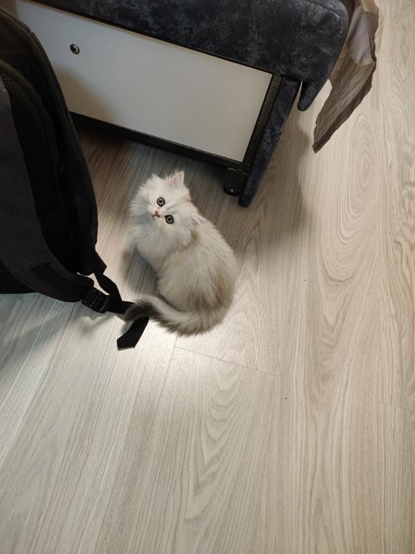 Как мне назвать кошку. Как мне назвать кошку