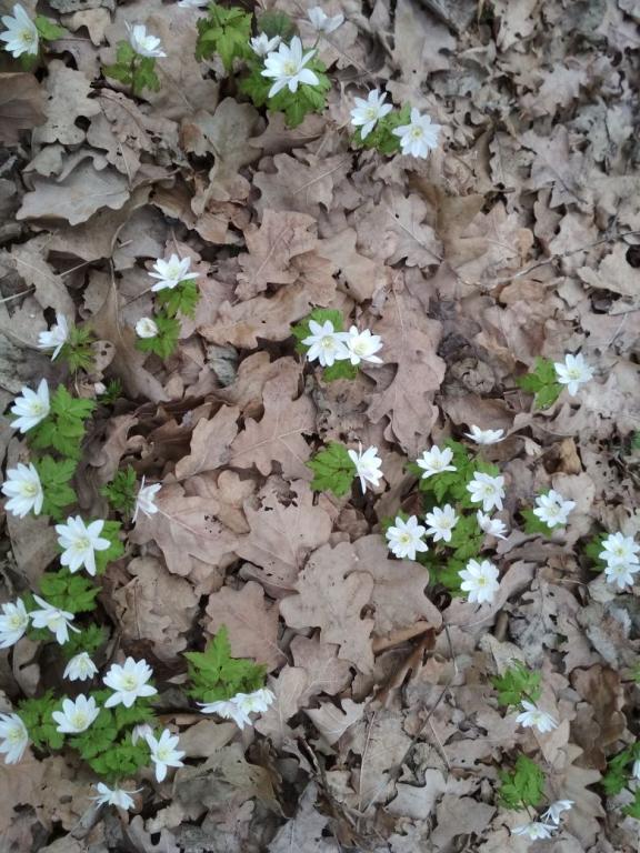 Зимние обои на рабочий стол. Зимняя ель с шишками. Девушка в сугробе. Разлагающаяся зима. Разлагающаяся зима.