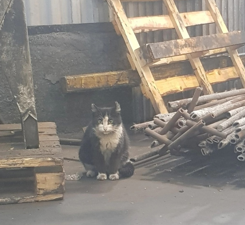 Кот на заводе мем. Кот на заводе. грязный кот на заводе. котенок на заводе. кот работяга на заводе.
