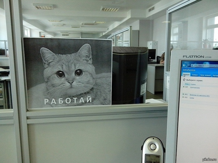 Мем с котом работай