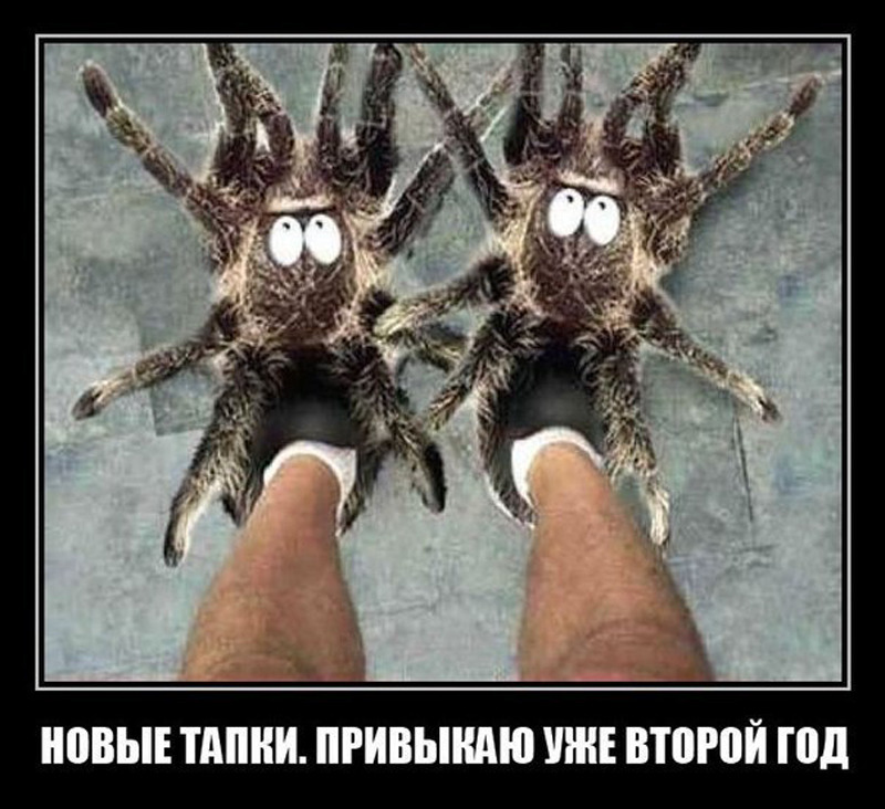 Прикольные картинки про пауков